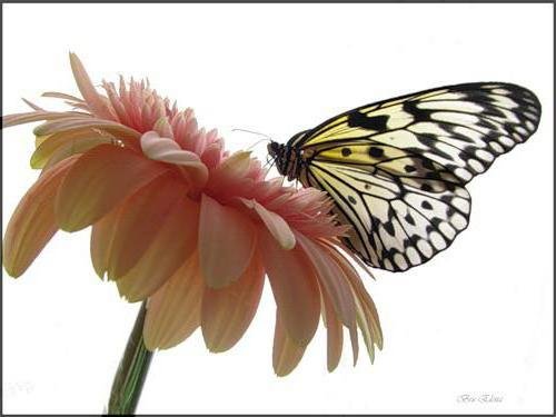 Силуэт - бабочка, цветы, гербера - оригинал