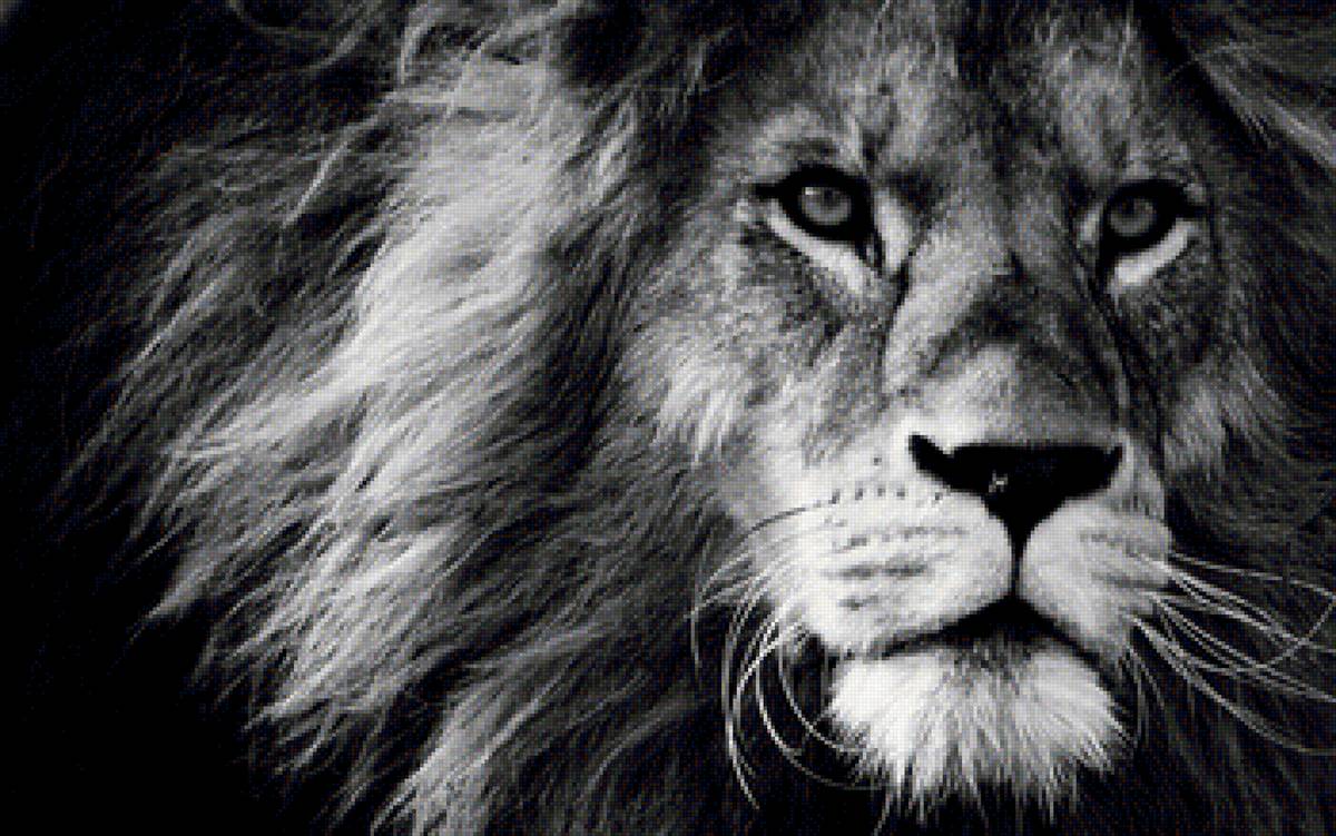 Морда льва - морда, большая, черно белое, лев - предпросмотр