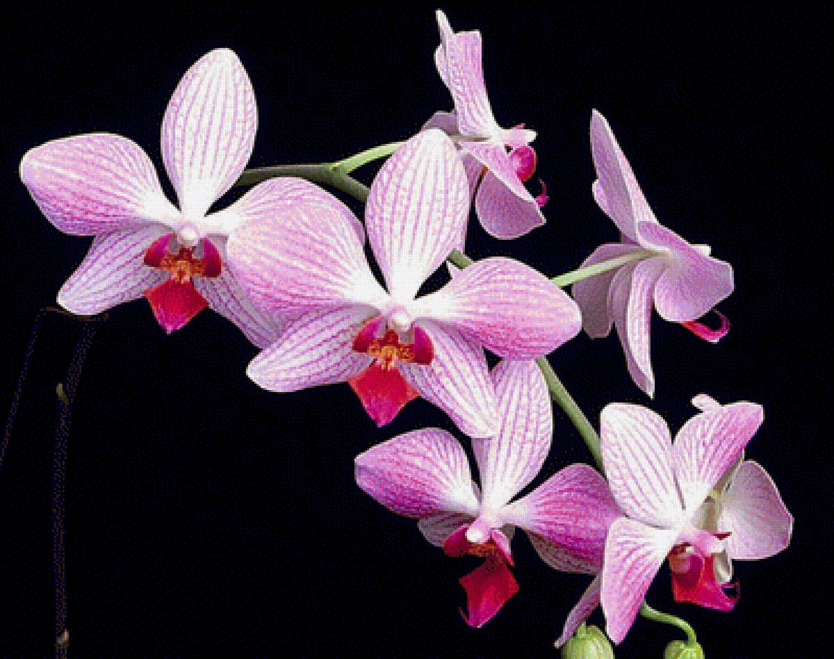 Орхидея - орхидея, цветы - предпросмотр