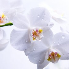 Схема вышивки «Нежность»