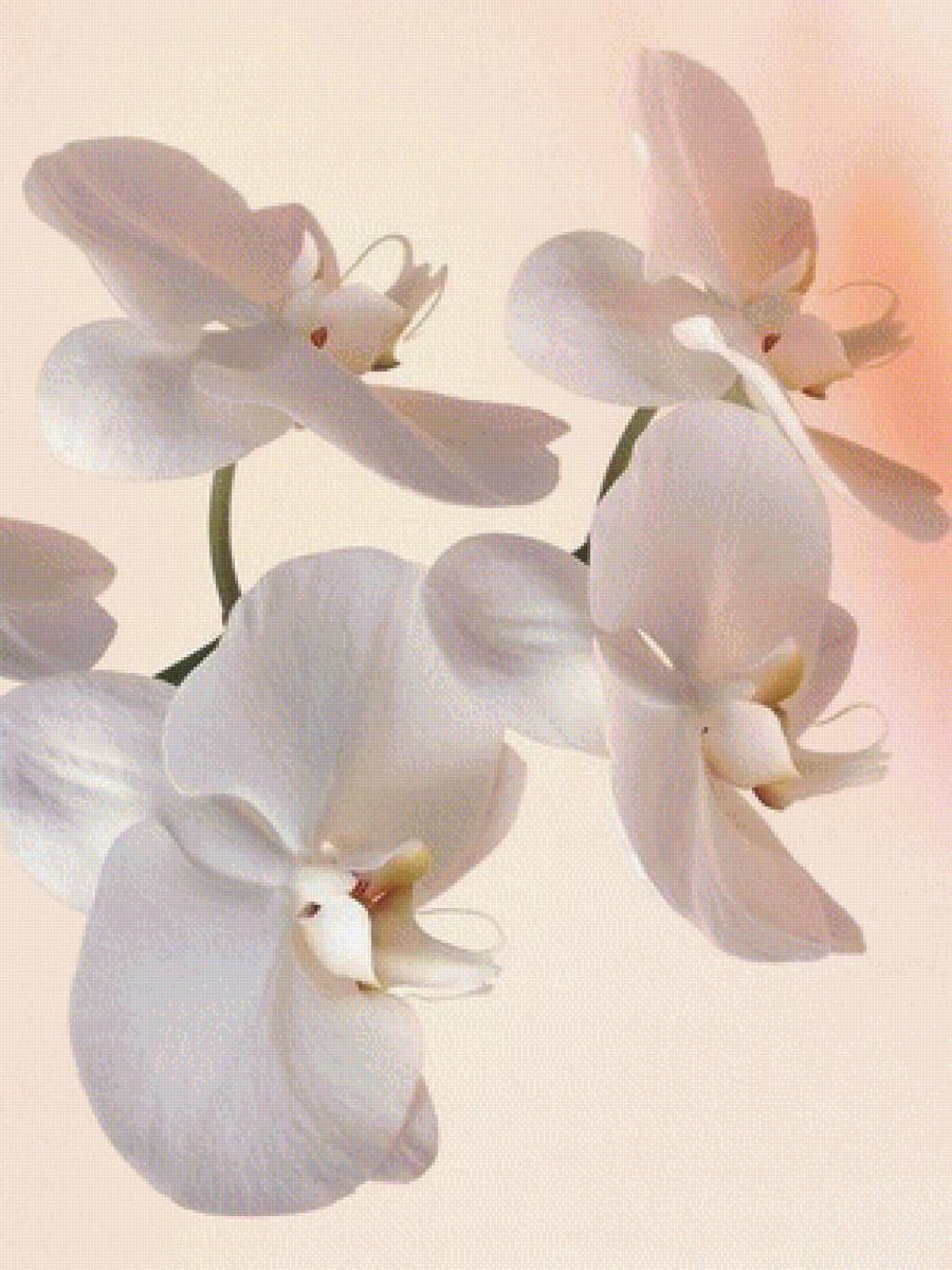 Нежная орхидея - цветы, орхидея - предпросмотр