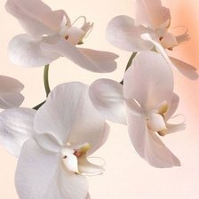 Оригинал схемы вышивки «Нежная орхидея» (№2009688)