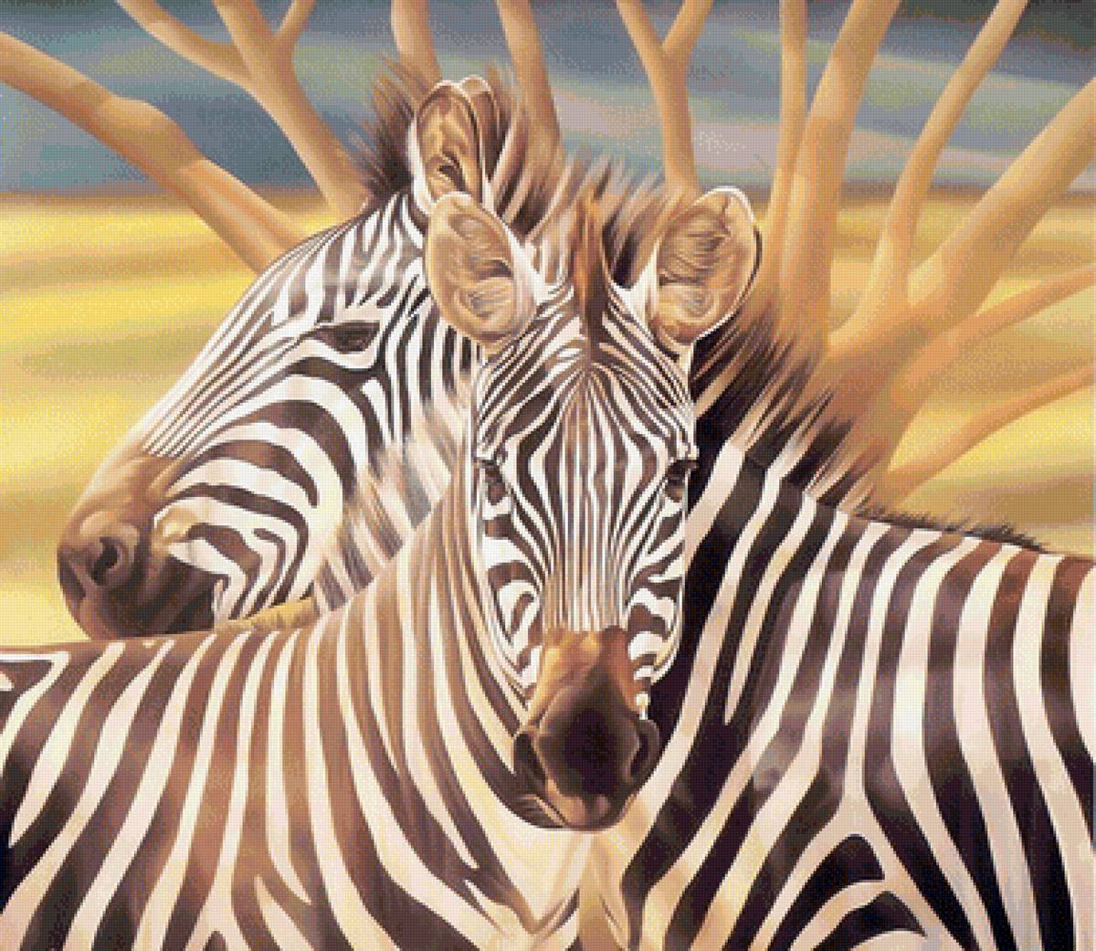 зебры - зебры, животные - предпросмотр