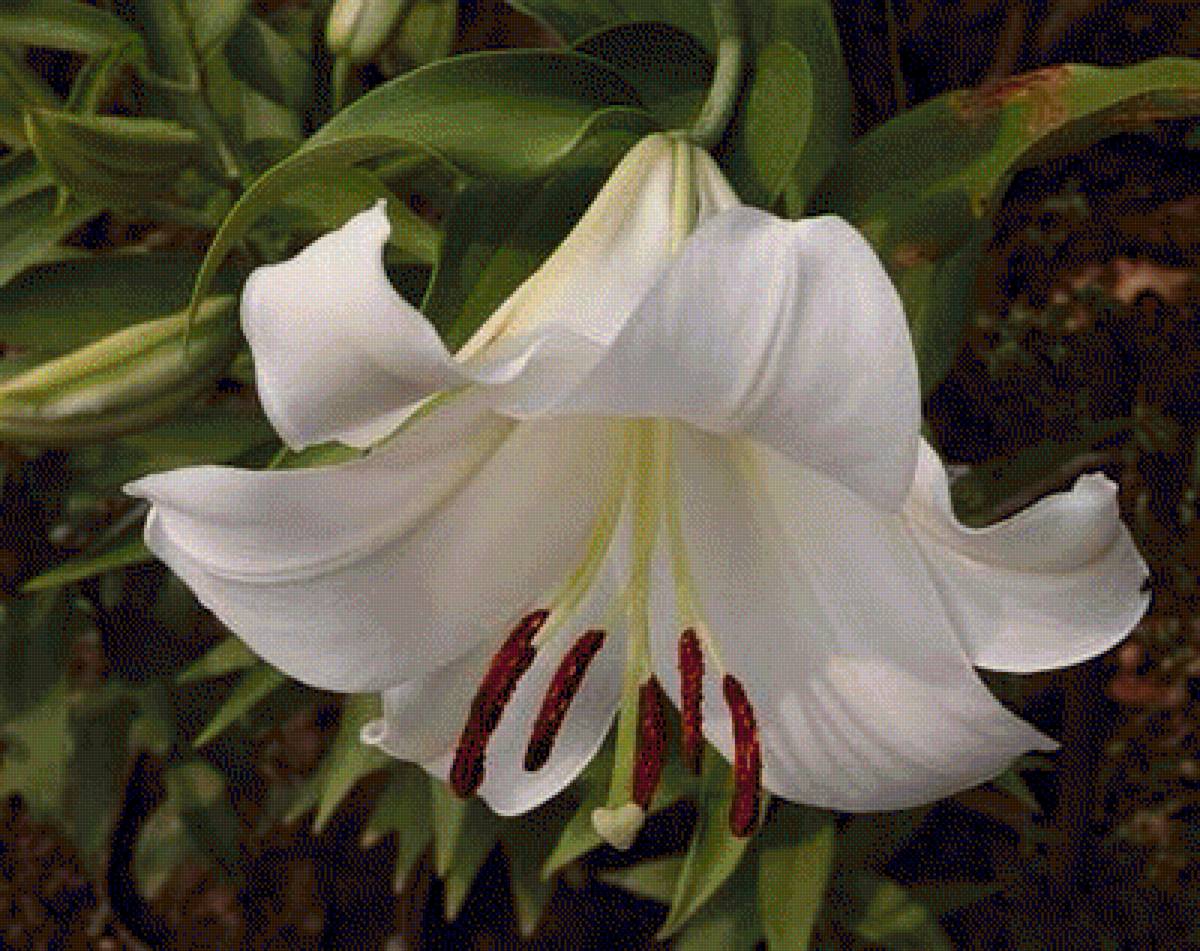 Белая лилия - лилия, цветы - предпросмотр