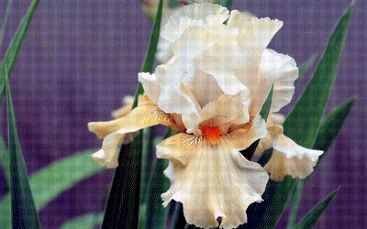 Ирис - ирис, цветы - предпросмотр