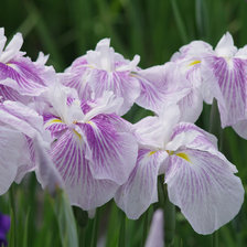 Схема вышивки «Ирисы»