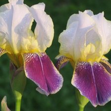 Схема вышивки «Ирисы»