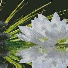 Схема вышивки «лилия»