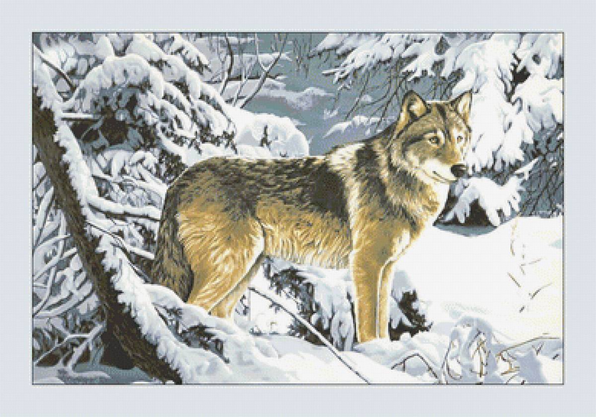 Волк в зимнем лесу. - взгляд, хищник, ели, лес, волк, зима, снег - предпросмотр