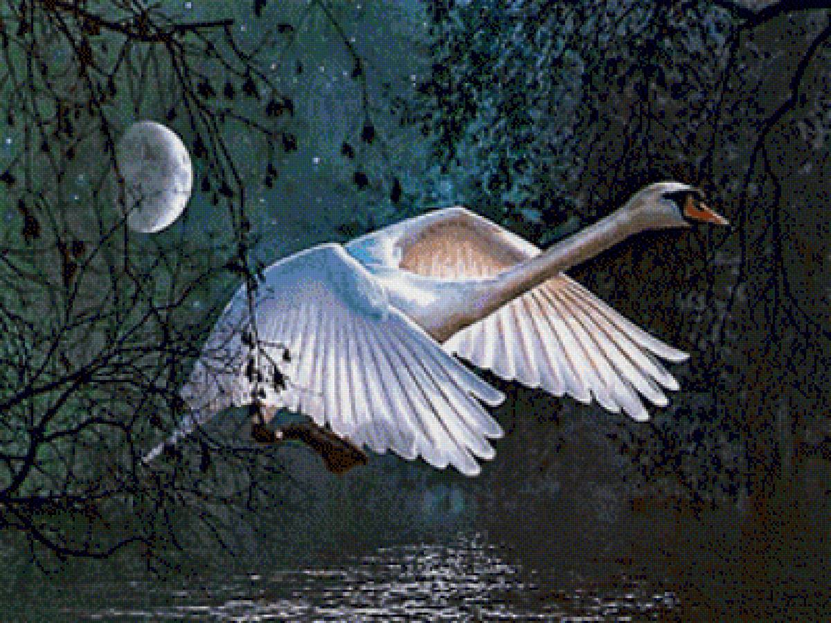 Луна лебединая. Лебеди. Лебедь в полёте. Лебедь взлетает. Лебеди улетают.