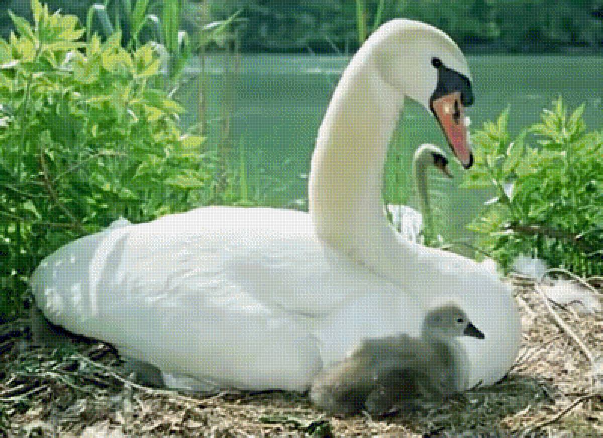 ЛЕБЕДИ - вода, пейзаж, природа. лебеди - предпросмотр