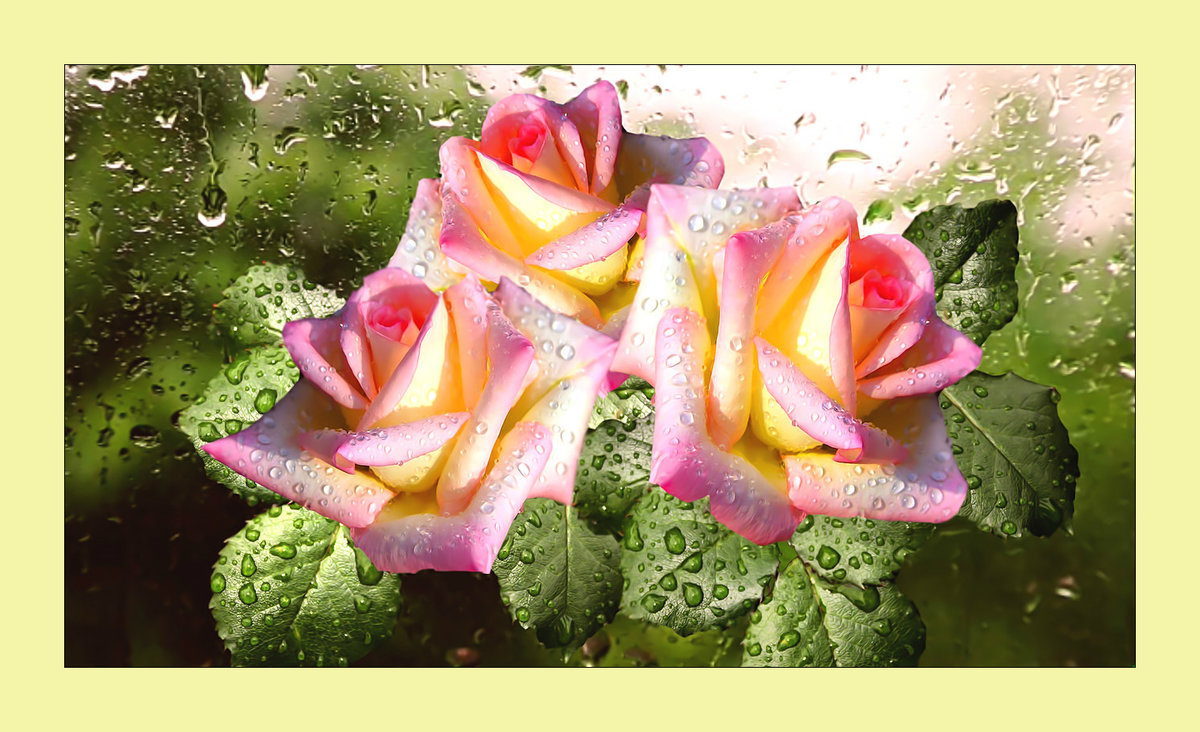 Розы. - розы, капли, дождь, цветы, роса - оригинал