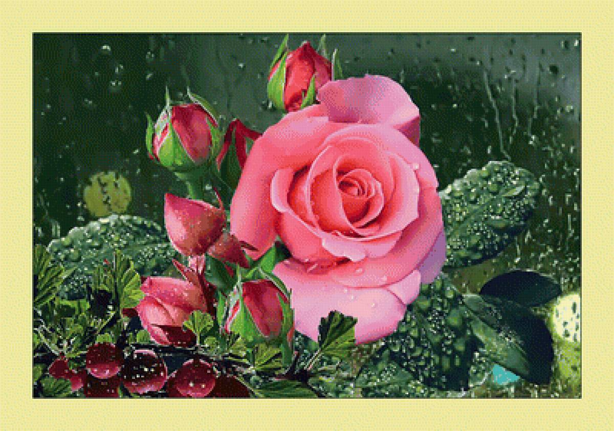 Розы. - розы, роса, бутоны, дождь, капли, цветы - предпросмотр