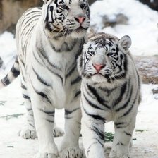 Оригинал схемы вышивки «Белые тигры» (№2010567)