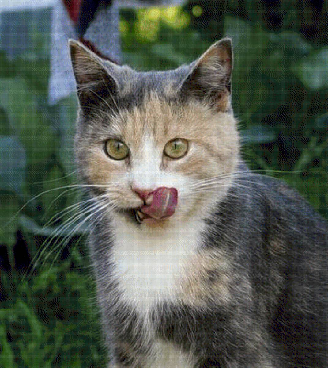 Было вкусно - кошки, животные - предпросмотр