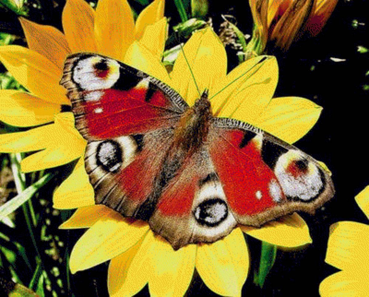 Украшение сентября - бабочки - предпросмотр