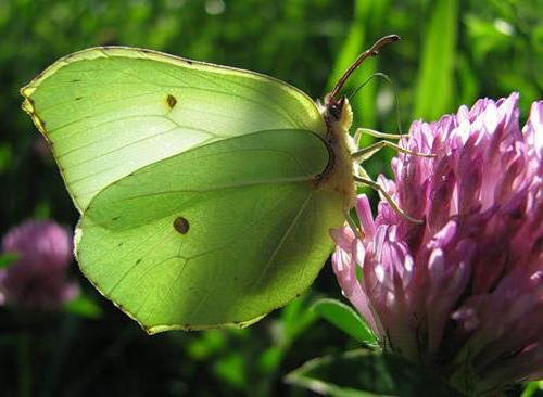 Бабочка "Лимонница" - бабочки - оригинал