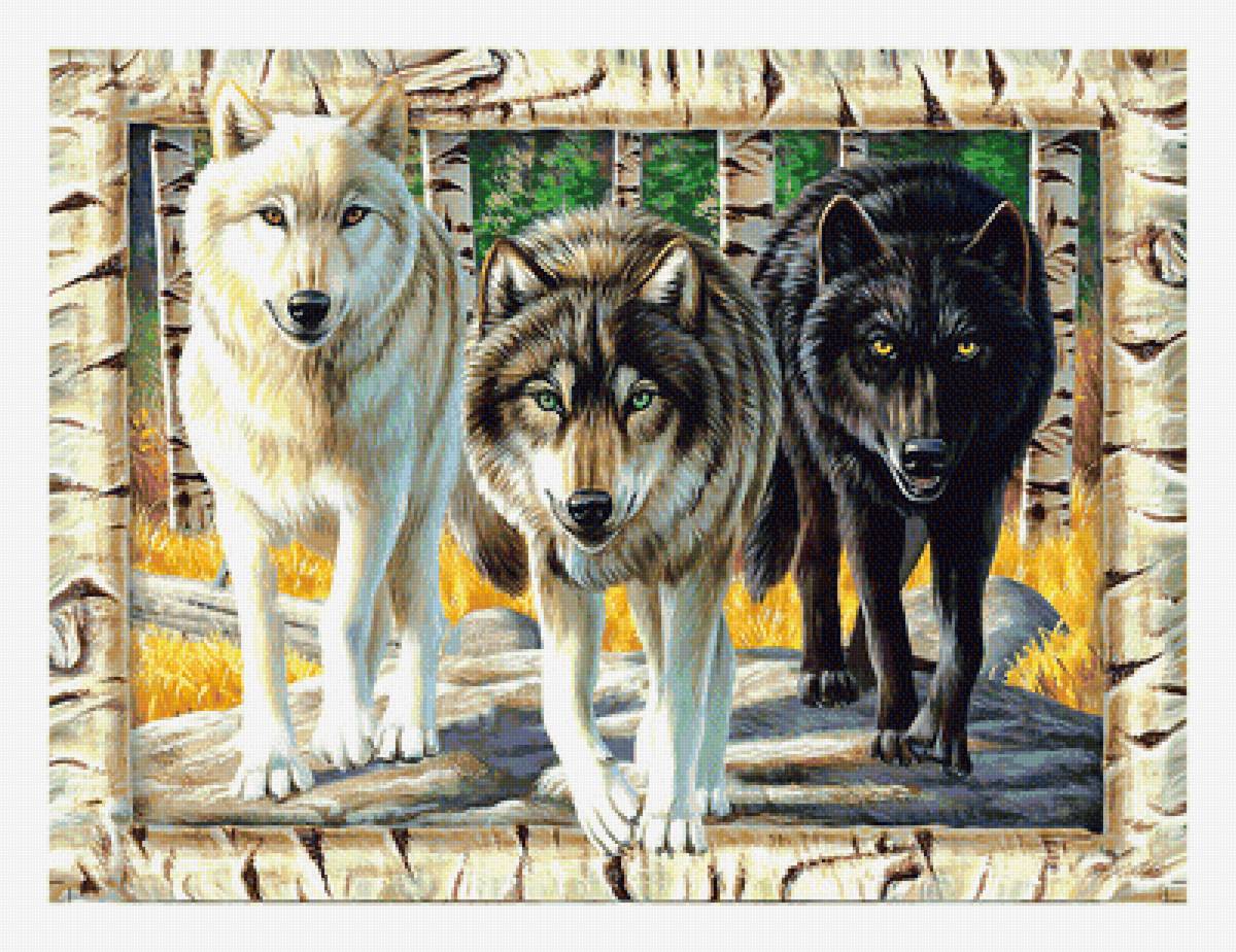 Три волка. - волки, хищники, лес, стая - предпросмотр