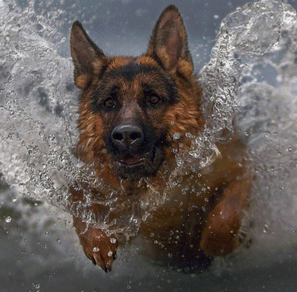 557 - предпросмотр