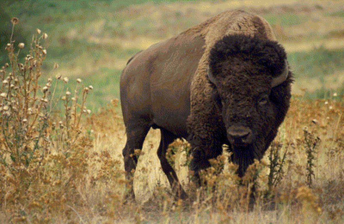 Bison - north american wildlife, buffalo, bison - предпросмотр