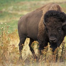Bison