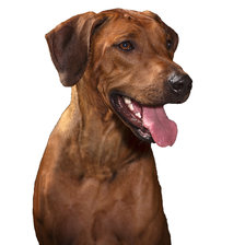 Схема вышивки «фрея 3»