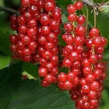 Схема вышивки «№2011466»