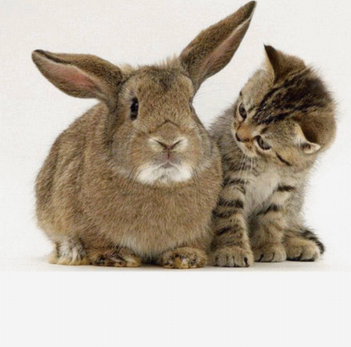 Год кролика человек. Кот и кролик. Год кролика. Кролик и кошка. Год кота и кролика.
