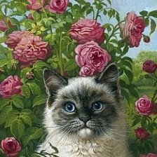 котенок в цветах