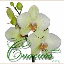 Схема вышивки «цветы»