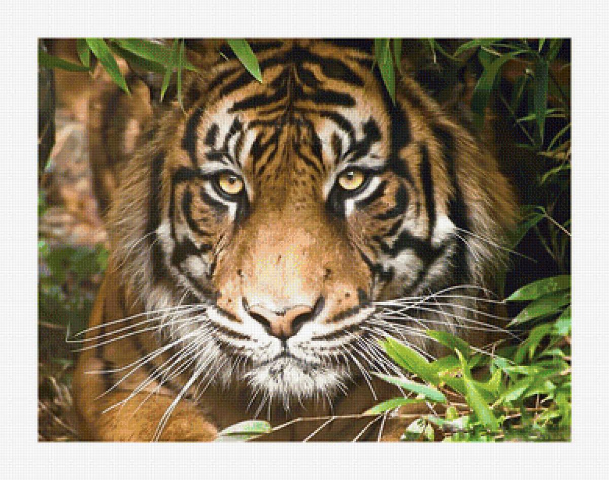 Тигр. - тигр, взгляд, хищник, животные - предпросмотр