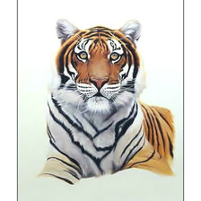 Оригинал схемы вышивки «Тигр.» (№2012849)