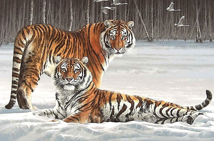 тигры - мир животных - оригинал