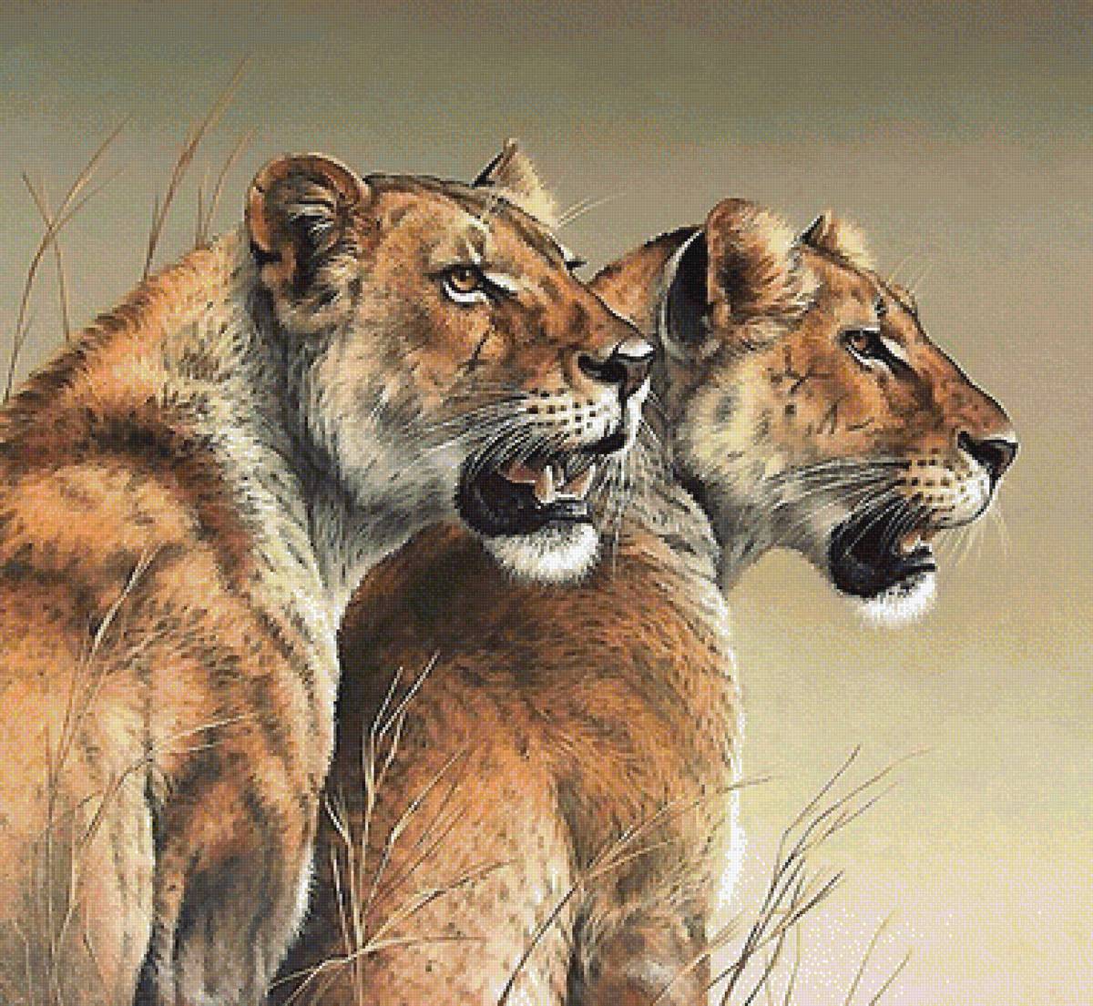 львицы - мир животных - предпросмотр