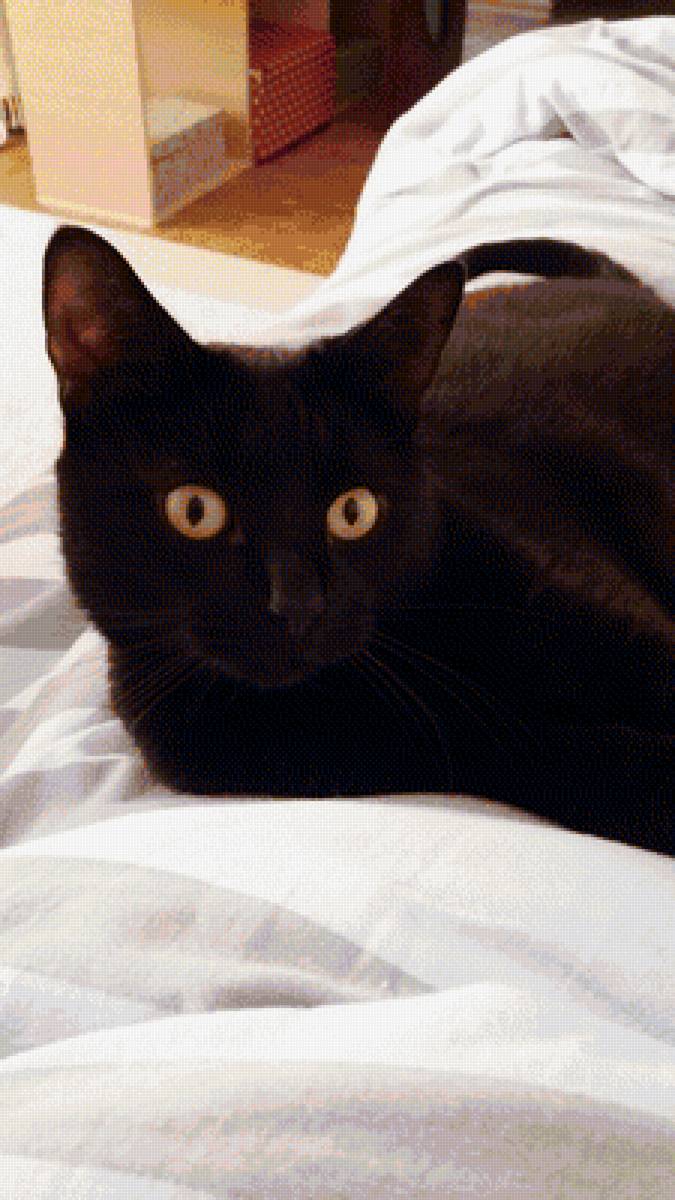 Феликс - кот - предпросмотр