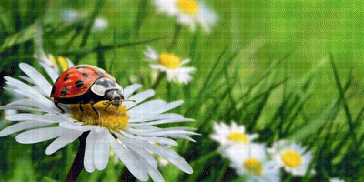 Букашка на ромашке - цветы, божья коровка, ромашка, насекомые - предпросмотр