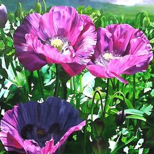 Схема вышивки «№2013791»