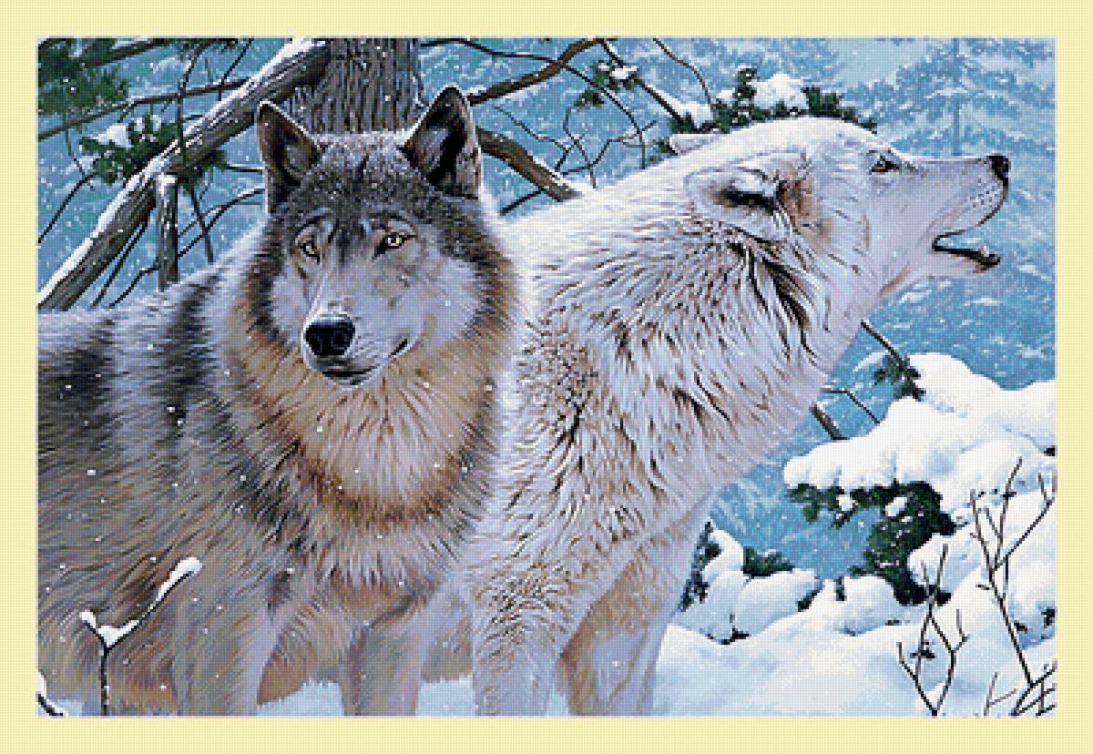 Серия "Хищники". Волки, пара - животные, волки, хищники - предпросмотр