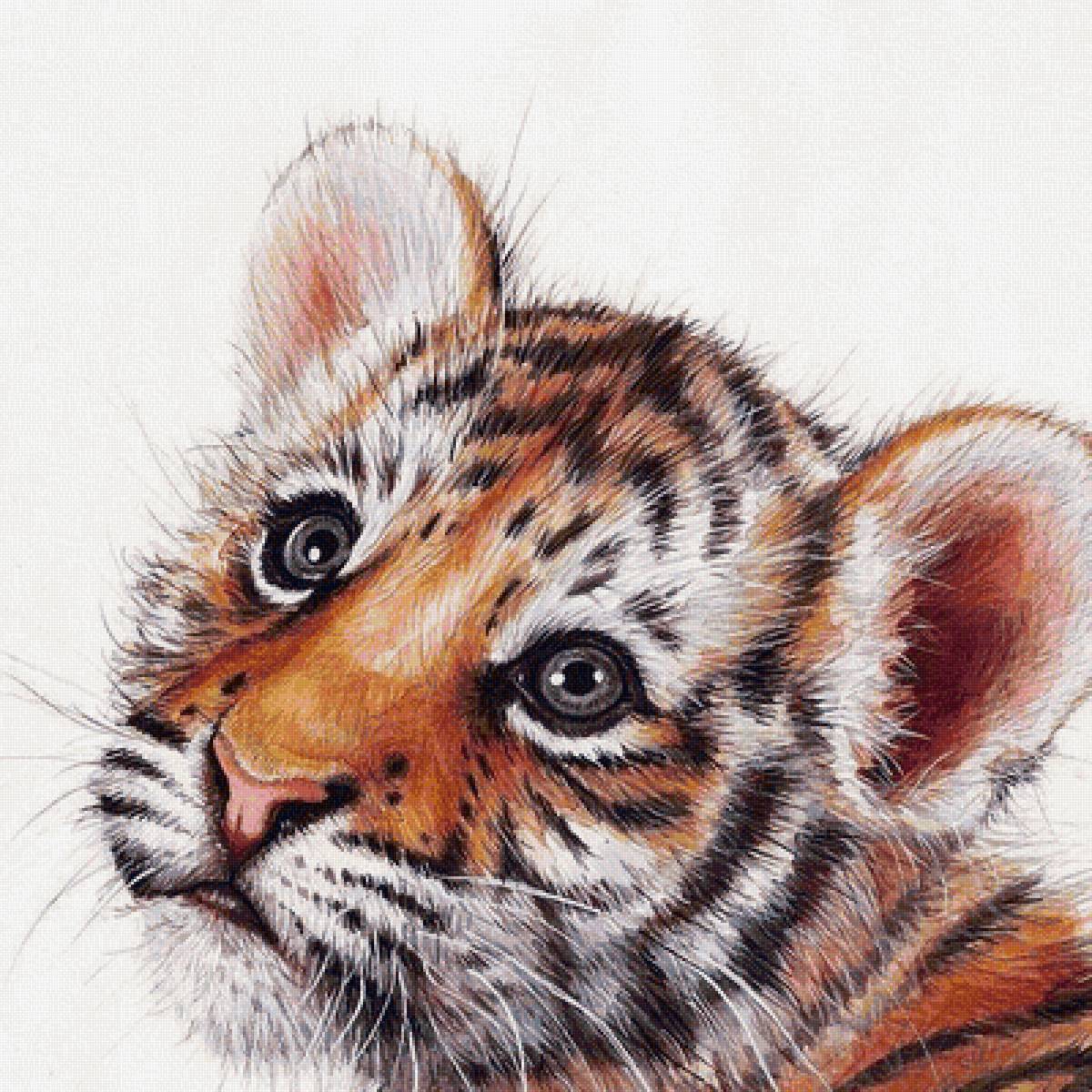 Нарисованный тигр цветными карандашами