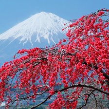 Схема вышивки «№2014005»