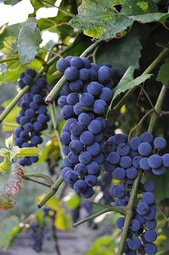 Виноград - виноград, ягоды - оригинал