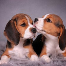 Схема вышивки «бигль»