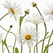 Схема вышивки «ромашки»