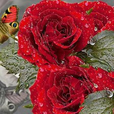Оригинал схемы вышивки «красные розы» (№2015063)