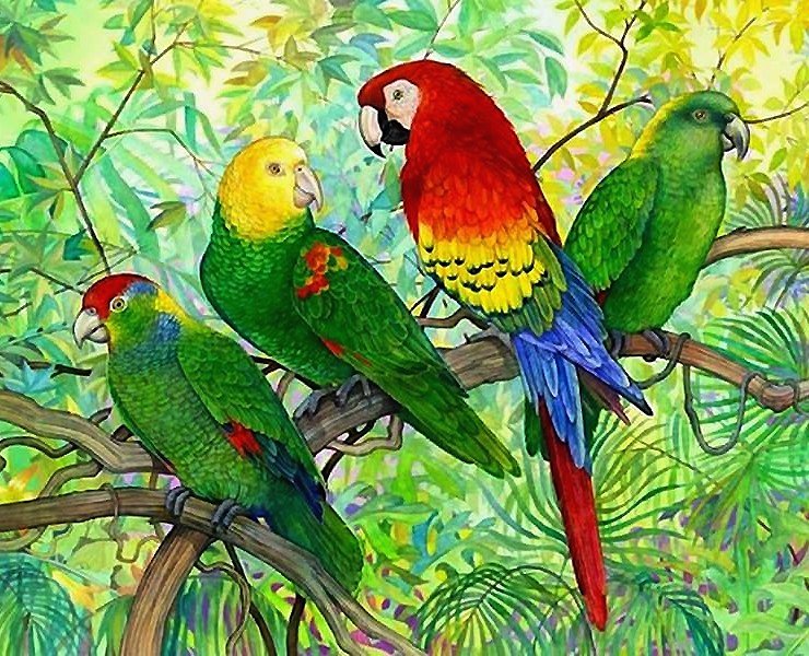 попугаи - птицы, попугаи - оригинал