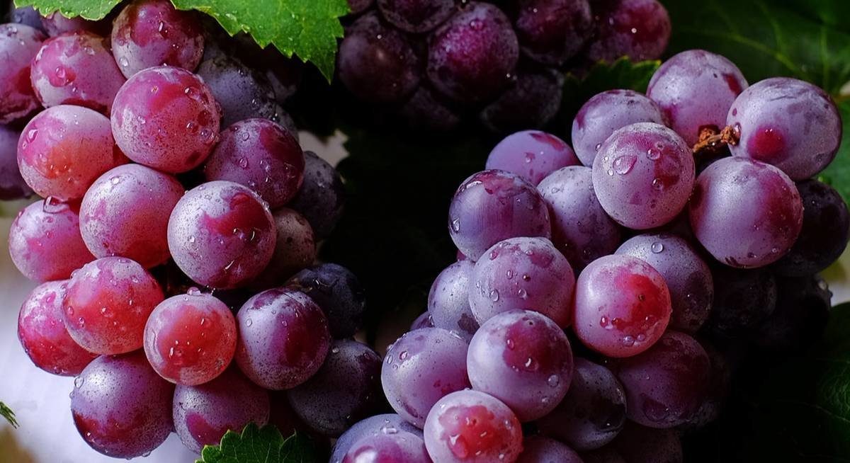Виноград - ягоды, виноград - оригинал