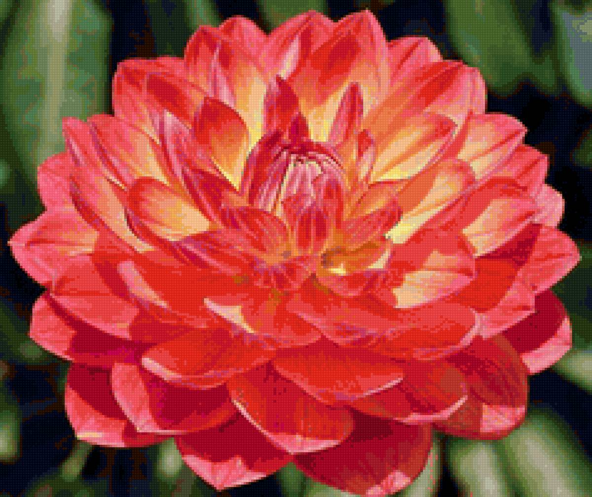 красная хризантема - лето, природа, цветы - предпросмотр