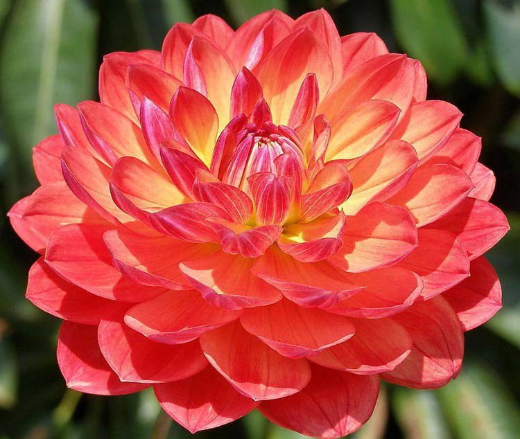 красная хризантема2 - природа, цветы, лето - оригинал