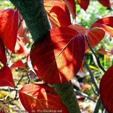 Схема вышивки «Краски осени»