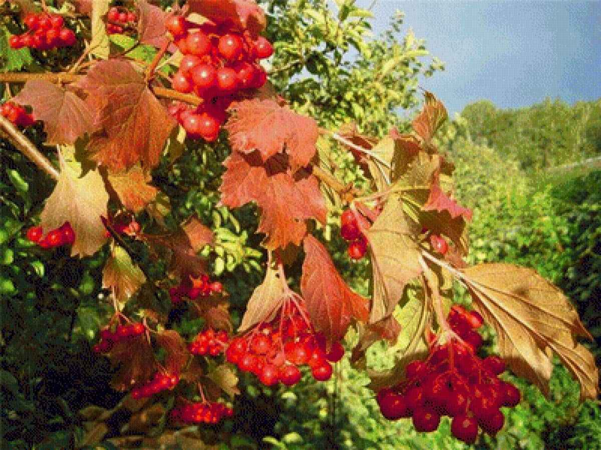 Калина над водой слушать. Спелая Калина. Калина красная осень. Калина над рекой. Калина красная гроздь.